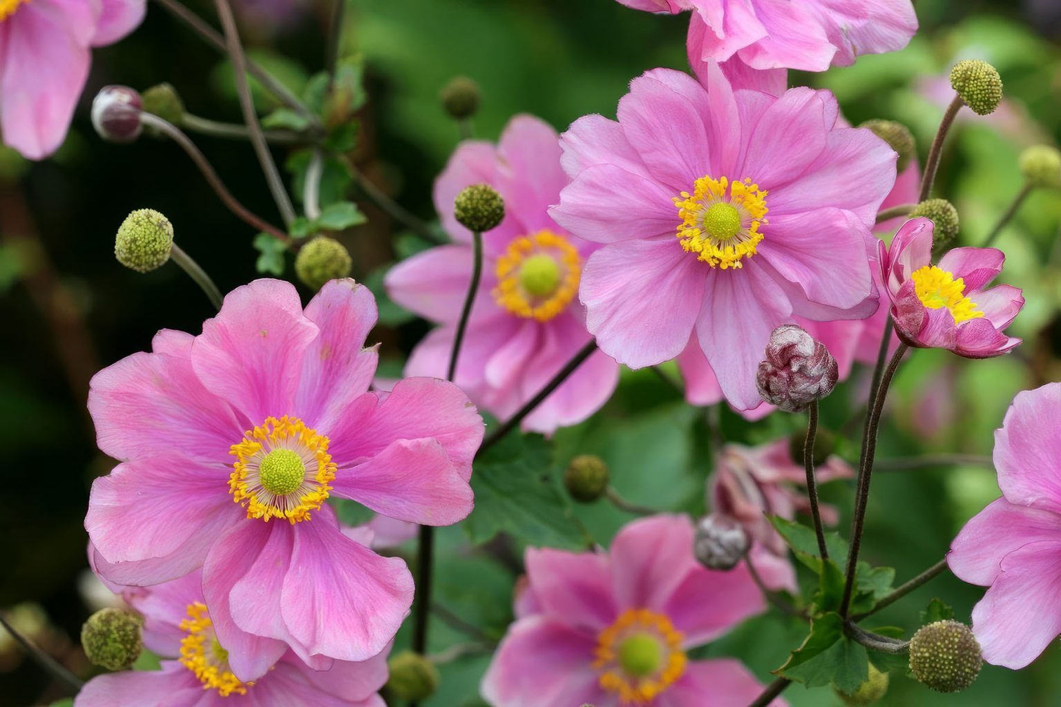 Анемона японская (Anemone japonica)