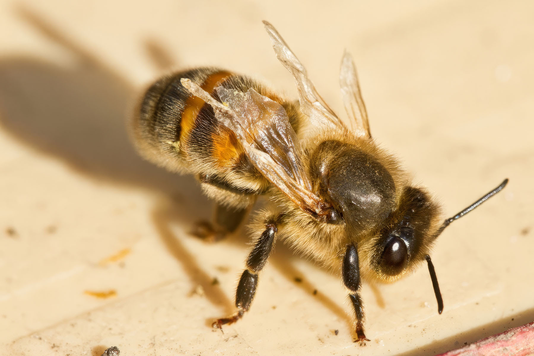 Деформация крыльев у пчелы