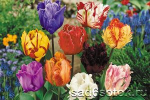 Тюльпаны разных цветовых оттенков