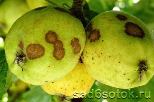 Парша яблони