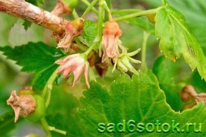 Махровость (реверсия) черной смородины