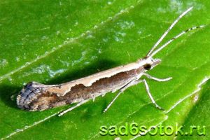 Капустная моль