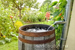 Как сэкономить воду в саду