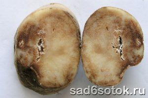 Болезни картофеля (на фото - фитофтороз)