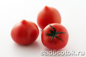 Сорта помидоров для открытого грунта (плоды сорта Анастасия)