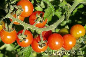 Тепличные сорта томатов (плоды гибрида Айвенго F1)