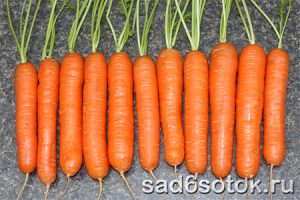 Морковь сорт Нантская