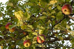 Летние потери: почему засыхают яблони и груши