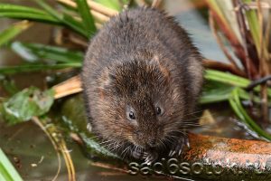 Водяная крыса