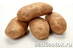Выращиваем картофель в теплице