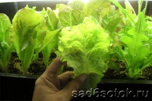 Выращивание листового салата в теплице