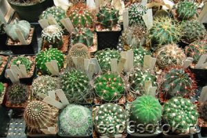 Коллекции кактусов