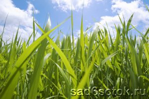 Что такое трава?