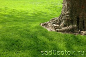 Деревья и кустарники для газонов