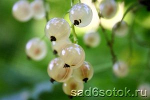 Белая и красная смородина