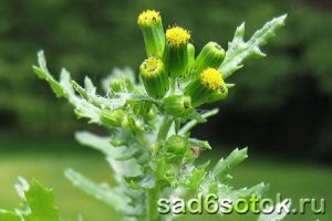 Крестовник обыкновенный (Senecio vulgaris)