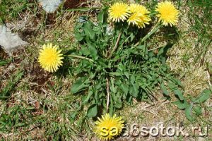 Одуванчик лекарственный (обыкновенный) (Taraxacum officinale)