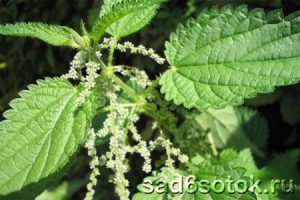 Крапива двудомная, крапива жгучая (Urtica dioica, Urtica urens)