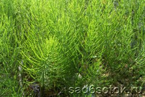 Хвощ полевой (Equisetum arvense)