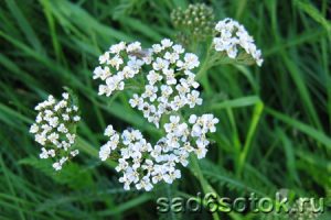 Тысячелистник обыкновенный (Achillea millefolium)