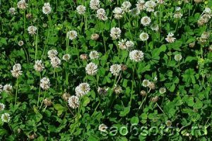 Клевер ползучий (белый) (Trifolium repens)