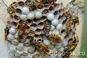 Осиное гнездо