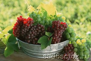 Сорта винограда для средней полосы, Урала и Сибири