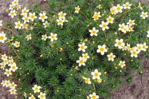 Линантус проломниковый Конфетти (Linanthus androsaceus Confetti)