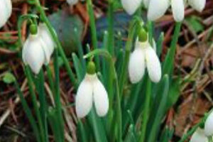 Подснежник снежный