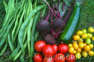 Какие овощи выращивать?