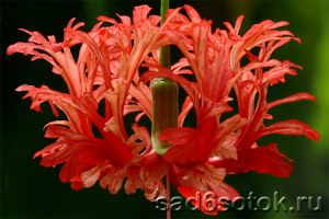 Гибискус рассеченнолепестной (Hibiscus schizopetatus)
