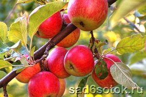 Новые сорта яблонь, устойчивые к парше