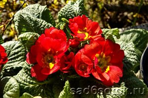 Примулы – выращивание и уход, размножение