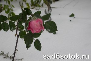 podgotovka-rastenii-zima