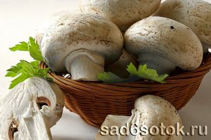 Выращивание шампиньонов