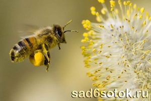 Рабочая пчела собирает пыльцу