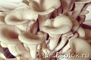 Выращивание грибов дома, в саду и на продажу