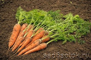 Почему морковь трескается