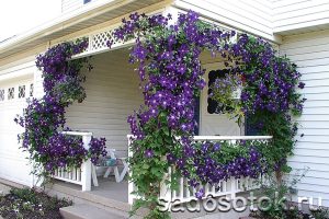 Клематисы - посадка и уход