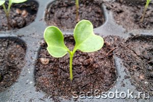 Цветная капуста - выращивание рассады